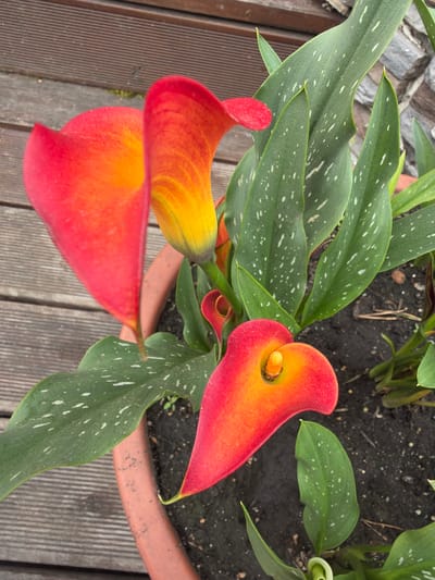 This is a close-up, top-down photograph of a potted Calla lily plant. The plant has several vibrant, trumpet-shaped flowers that transition from deep red at the edges to bright orange and yellow towards the center. The leaves are a deep green, speckled with small white dots. The pot, a terracotta color, sits on a wooden deck. The background shows more of the wooden deck and a blurred stone structure. The image appears to be taken outdoors in natural light. The location provided, Sukhaya, Russia, is not visually discernable from the image content.