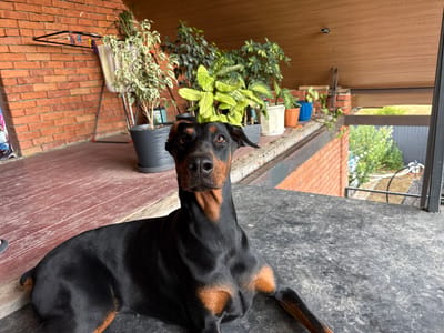 A black and tan Doberman Pinscher lies on a gray, textured surface on a balcony or porch. The dog is facing the camera with its head slightly tilted. Behind the dog, a brick wall is visible, with several potted plants placed on a ledge. A clothes rack with a towel is also present against the brick wall. The background shows a wooden ceiling and a railing, with greenery visible beyond the railing. The scene appears to be outdoors, possibly in a residential area, and given the location context, it is in Krtsanisi, Georgia.