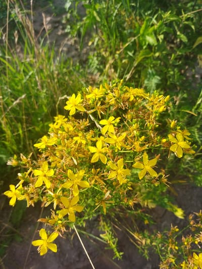 This close-up, eye-level shot captures a cluster of vibrant yellow flowers, likely St. John's Wort, blooming amidst lush green grass and foliage. The flowers are small, with five petals and prominent stamens, some appearing fully open and others as buds. The background is a blur of green, suggesting a natural, outdoor setting. The sunlight appears bright, casting a warm glow on the flowers and creating a sense of a sunny day. The image evokes a feeling of nature's beauty and the simple pleasures of a summer day. There is no visible text in the image. The scene is set in the countryside, specifically in the region of Кіраўскі сельскі Савет, Belarus. The focus is entirely on the flora, with no human presence or activity depicted. The overall impression is one of natural abundance and serenity.