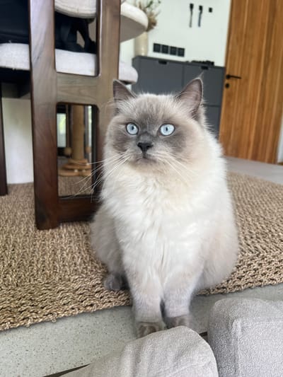 A light-colored Ragdoll cat with blue eyes is positioned on a beige woven rug near a light grey sofa. The cat is looking directly at the camera. In the background, there is a dark grey cabinet, a white cat tree, and a wooden object, possibly a chair or table. The location appears to be indoors. This location is not identifiable as Buduk, Indonesia from the image.