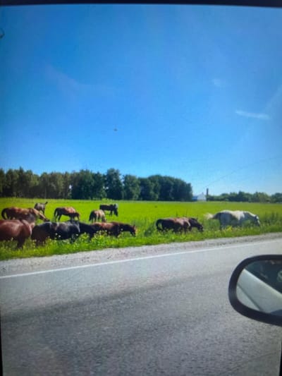 A herd of horses grazes in a lush green field bordered by a treeline under a clear blue sky. The horses, of various brown and white hues, are spread across the field, some grazing, others standing. In the background, a white building with a red roof is visible. In the foreground, a section of a road is visible, with a car's side mirror reflecting the scene. The image appears to have been taken from inside a moving vehicle. The location is not specified as Bujum, Kyrgyzstan; this information is outside the provided image.