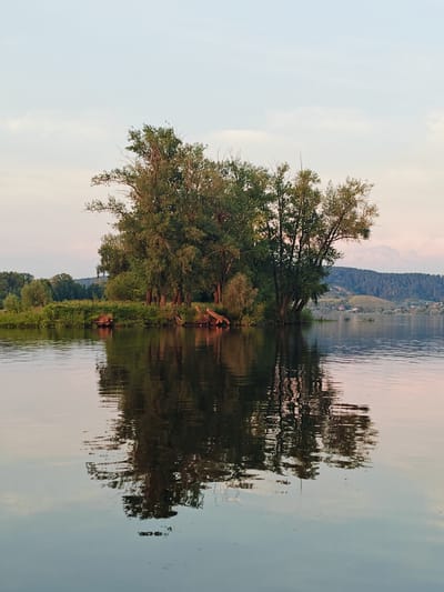 The image depicts a serene natural landscape with a focus on an island covered in trees situated in a body of water. The island is densely vegetated with a variety of trees, some appearing tall and mature, others smaller and bush-like. The water surface is calm, reflecting the trees and the sky. In the background, rolling hills covered in dense forests are visible, with a hint of human settlement, including houses and structures, nestled within the landscape. The sky is a soft gradient of pale blue and pink, suggesting either dawn or dusk. The overall impression is one of tranquility and natural beauty.