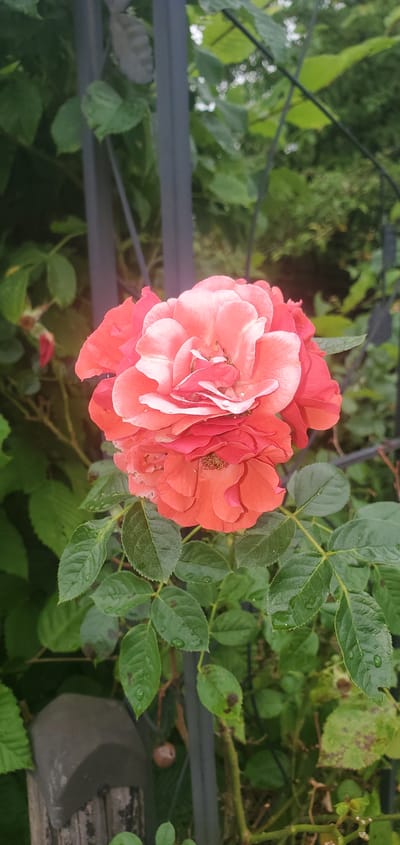 A close-up, vertical shot captures a vibrant coral-pink rose in full bloom, its petals layered and delicate, some tinged with white. Water droplets are visible on the petals, suggesting recent rain or dew. The rose is surrounded by lush green leaves, some showing signs of minor discoloration or spots. Behind the rose, a dark metal fence or trellis is partially visible, its vertical bars and curved elements suggesting it's part of a garden structure. The background is a blur of green foliage, indicating a garden setting. The overall scene is natural and serene, possibly taken in a garden within the city of Lauf, Germany, perhaps in a private garden or a public park.