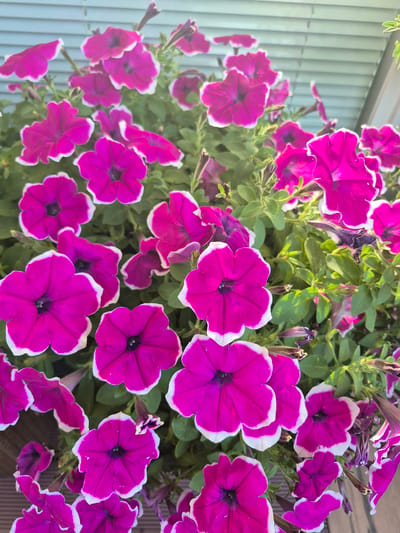 A close-up, high-angle shot captures a cluster of vibrant pink petunias with white-edged petals. The flowers are in various stages of bloom, some fully open with visible dark centers, while others are partially unfurled. Lush green foliage surrounds the blossoms, and a few dried, purplish-brown petunia buds or spent flowers are interspersed among them. In the background, a light blue, horizontal-slatted surface, possibly siding or a fence, is visible, suggesting an outdoor setting. The overall impression is one of natural beauty, likely in a garden or porch setting. The image does not contain any identifiable landmarks or individuals that would allow for a specific location within Barbing, Germany, to be determined.