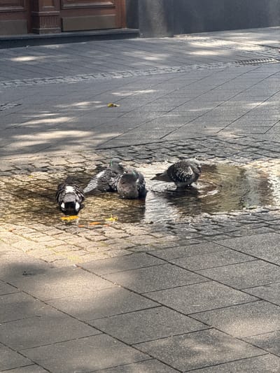 Four pigeons are bathing in a shallow puddle of water on a cobblestone and paved walkway. The pigeons are of various grey and black plumage with iridescent neck feathers. The walkway is made of large, square gray pavers with a band of smaller, rougher cobblestones running through it. Sunlight casts dappled shadows across the walkway from unseen trees. In the background, a dark wooden door with vertical paneling and metal accents is visible, suggesting an urban or city setting. The scene appears to be in Bonn, Germany, based on the architectural style of the building and typical street paving.
