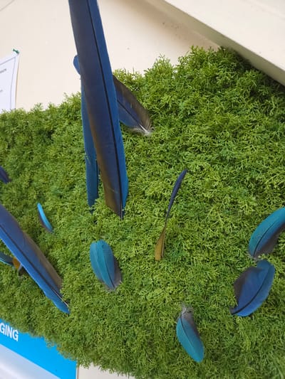The image shows a close-up view of several blue and teal feathers scattered on a bed of artificial green moss. Some of the feathers are large and prominent, with dark blue and black coloration, while others are smaller and have a more vibrant teal hue. A white surface with some text is visible in the upper left corner, and a section of a blue sign with the partial word "GING" is visible in the lower left corner. The overall impression is one of a decorative arrangement, possibly an art installation or a display in a shop or public space. The image appears to have been taken in Eeklo, Belgium, as indicated by the presence of the text "GING" on the blue sign, which is part of the word "VERVINGEN" (painting) on a sign for a paint shop.