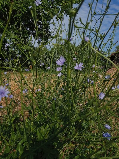 In Beşik-Jon, Kyrgyzstan, a close-up, low-angle shot captures a dense thicket of chicory plants under a bright blue sky dotted with white clouds. The foreground is dominated by the numerous, slender green stems and branches of the chicory, which crisscross the frame, creating a visually busy, almost tangled, appearance. Scattered amongst the foliage are delicate, pale blue chicory flowers, some fully open and others still in bud. The background consists of more greenery, with the dark leaves of a tree providing a contrasting backdrop in the upper left. In the mid-ground and further back, dry, golden-brown grass is visible, hinting at a more arid landscape beyond the immediate cluster of chicory. Sunlight illuminates the scene, casting subtle shadows and highlighting the texture of the plants. No people or animals are present. The overall impression is one of wild, natural growth in an outdoor setting.