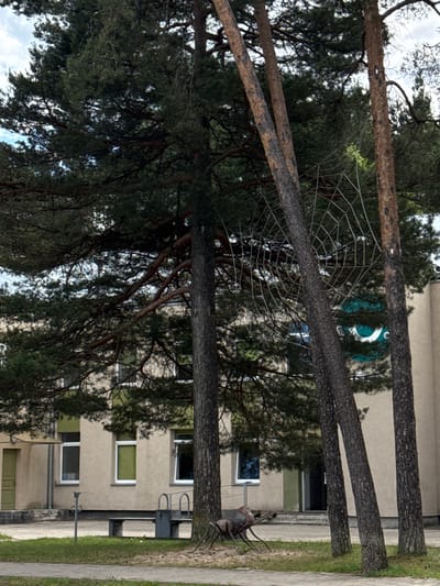This image shows the exterior of a building in Olaine, Latvia. The building is light beige with multiple windows, some with green frames. In front of the building, there are several large pine trees with dense foliage. Between two of the trees, a large, intricate spiderweb-like structure made of white string is suspended. In the foreground, a metal sculpture resembling an ant is positioned on the grass. A bench is also visible near the building. The overall scene suggests an outdoor public space or park area adjacent to a building, likely part of a school or community center.