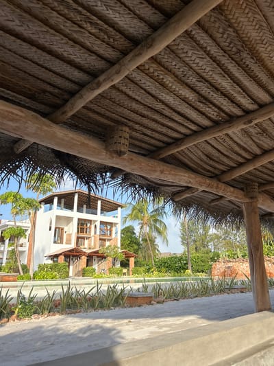 The image presents a view looking out from beneath a rustic thatched roof, likely part of a traditional or resort structure. The foreground is dominated by the underside of the roof, showcasing an intricate weaving pattern of dried straw or palm fronds, supported by rough-hewn wooden beams and poles. A small, decorative woven basket is attached to one of these wooden supports.
Beyond the shaded interior, a vibrant outdoor tropical scene unfolds under a bright, clear blue sky with some white clouds, indicating daytime. Lush green vegetation and several tall palm trees are prominent in the midground. To the right, a multi-story white building with numerous windows and wooden balconies or sunshades suggests a hotel or residential complex. Another building with a terracotta-colored roof and brick-like accents is partially visible further back, nestled amidst the foliage.
In the immediate right foreground, a light-colored, smooth concrete surface, possibly a wall or pathway, runs vertically through the frame. Along its edge, a neatly planted row of upright, spear-like plants, possibly snake plants, adds a touch of ordered landscaping. There are no people visible, and no specific activities are taking place, portraying a peaceful and static scene. The setting strongly suggests a tropical resort or coastal area, consistent with its location in Kiwengwa, Tanzania.