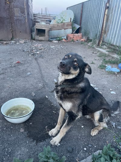 A medium-sized dog with black and tan fur sits on a dirt ground next to a metal bowl containing murky liquid. The dog is chained and looks up towards the camera with wide, expressive eyes. In the background, there is a corrugated metal fence, a dilapidated wooden structure, and piles of bricks. The scene appears to be in a rural or industrial area, possibly in Oktyabrskoye, Kazakhstan, given the presence of what looks like a weathered building and a fence typical of such locations. The overall atmosphere is one of disarray and neglect.