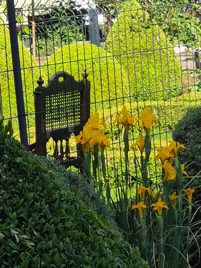 The image depicts a garden scene in Bettembourg, Luxembourg, observed through a wire fence. The fence runs horizontally across the middle of the frame. Beyond the fence, a green lawn is visible, interspersed with patches of vegetation. A dark green wooden chair is partially obscured by the fence, its details difficult to discern. A cluster of bright yellow daffodils stands in the foreground, partially obscuring a trimmed, dark green bush with small, dense leaves. The scene suggests a well-maintained private garden.