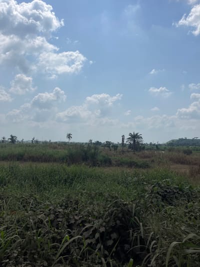 This image depicts an expansive, undeveloped natural landscape under a bright, partially cloudy sky, located in Oko-Eko, Nigeria. The upper half of the frame is dominated by a clear blue sky with numerous scattered white cumulus clouds. The lower half features a terrain characterized by dense, varied vegetation. The immediate foreground shows a mixture of tall green grasses and darker, broad-leafed plants, some appearing dusty. Moving towards the midground, the vegetation transitions to lighter brown and green grasses, interspersed with several prominent palm trees and other deciduous trees of varying heights. One distinct palm tree stands centrally in the midground. The background reveals more distant vegetation and a low, tree-covered hill visible on the far right horizon. No people, animals, man-made structures, or activities are present in the scene. The lighting suggests daytime.