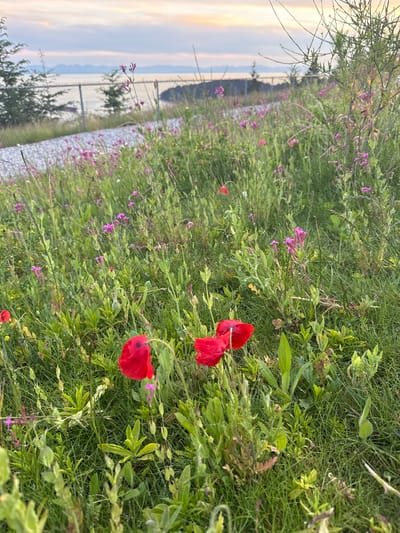 The image captures a vibrant natural landscape, presented on its side, featuring a field of wildflowers and lush green grass with a serene waterscape and distant mountains in the background. In the foreground and midground, several bright red poppies with dark centers are prominent, particularly one pair towards the center-right and another towards the bottom-left. Numerous smaller purple wildflowers are scattered among the tall green grass and other foliage. Tiny water droplets are visible on some grass blades and leaves, suggesting dew or recent moisture.
A chain-link fence runs horizontally across the mid-background, separating the field from a calm body of water, which appears to be a bay or inlet. Across the water, hazy mountains rise against the horizon. The sky above the mountains displays soft gradients of light orange, yellow, and pale blue, indicative of either sunrise or sunset, creating a tranquil atmosphere. The scene evokes the natural beauty of an outdoor environment, consistent with the coastal and mountainous landscapes of West Vancouver, Canada. No text is visible in the image.