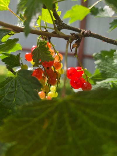 The image shows a close-up view of red currant berries hanging from a branch, likely in a garden or natural setting within Восход Снт (фролово), Russia. Several clusters of bright red berries are visible, interspersed with green leaves. Some of the berries appear partially translucent, catching the sunlight. The background is softly blurred, suggesting the photo was taken outdoors with a shallow depth of field, and hints at a light-colored structure, possibly a fence or building, behind the foliage. The overall scene is natural and organic, focusing on the ripening fruit.