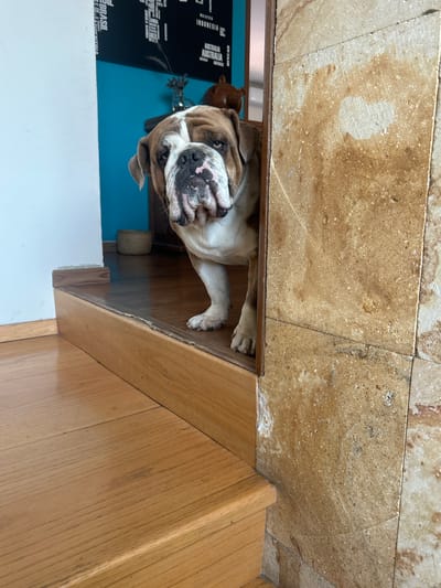 A brown and white bulldog lies under a tiled ledge, partially visible. The dog's body extends from under the ledge onto a wooden floor. Behind the dog, a white wall is visible on the left side of the frame, and a black map with white lettering is mounted on a teal wall. The environment includes tiled walls, a wooden floor, and painted walls. No people are present. There is no information about the location of Barrio de Nuevo León, Mexico.