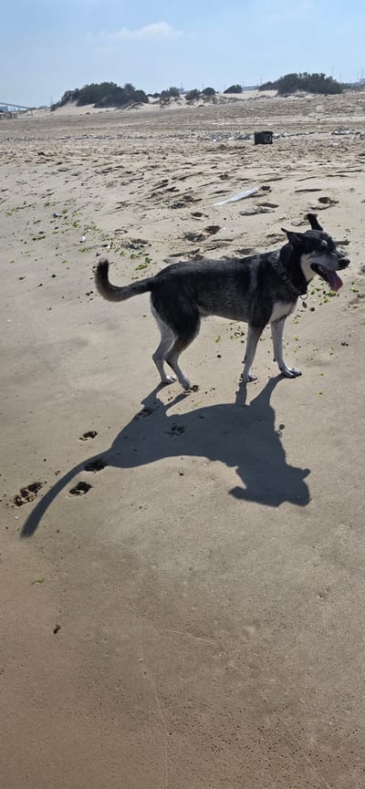 A dog stands on a sandy beach, casting a long shadow. The dog is dark gray and white with its tongue hanging out. Its tail is curved upwards. The beach is littered with small pieces of debris and seaweed. In the background, there are sand dunes, some sparse vegetation, and industrial structures under a clear blue sky. The scene is located on a beach in Hof Ashkelon Regional Council, Israel.