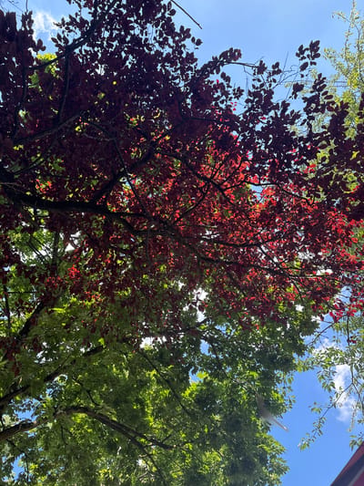 The media file is a photograph taken from a low angle, looking up into the canopy of trees against a bright blue sky with scattered white clouds. The foreground is dominated by the deep red leaves of one tree, interspersed with the vibrant green foliage of another tree. Sunlight filters through the leaves, creating a dappled effect and highlighting the textures of the branches and foliage.
In the upper right portion of the image, a light-colored, delicate object appears to be floating or caught in the branches of the green tree. It resembles a large feather or possibly a piece of fabric, appearing translucent and almost ethereal against the bright sky. The presence of this object is a notable detail.
The scene suggests a sunny day, likely late morning or early afternoon, given the brightness of the sky and the intensity of the sunlight. The lush greenery and the rich red of the leaves imply it is spring or summer. The setting appears to be a park or a garden in Essen, Germany, with the trees creating a natural overhead canopy. There are no people or visible text in the image. The overall mood conveyed is one of natural beauty and tranquility, with the floating object adding a touch of intrigue.