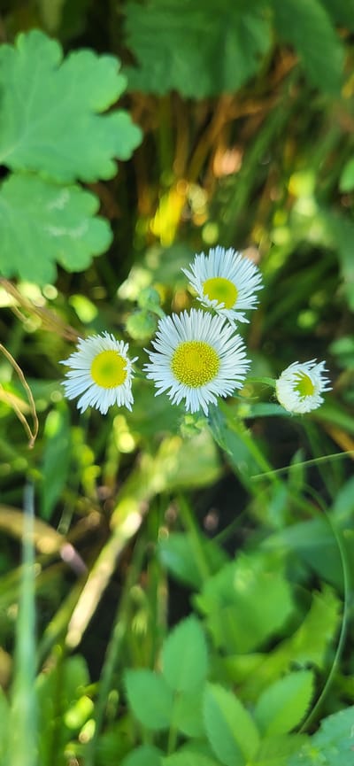 The image shows a close-up of several small, white daisy-like flowers with yellow centers, growing in a natural outdoor environment. The flowers are surrounded by lush green foliage, with some out-of-focus elements suggesting a blurred background of grass and possibly other plants. The lighting appears to be natural sunlight, creating highlights and bokeh effects in the background. The scene is likely a garden, park, or meadow in Tetianivka, Ukraine. There are no people or animals visible in the image. The flowers are the primary subjects, presented in a shallow depth of field.