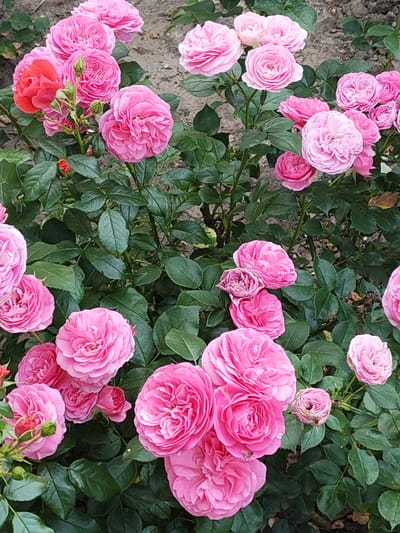 This media file is a close-up, eye-level shot of a dense cluster of pink roses in full bloom. The roses are the primary subject, with many flowers visible, ranging from tightly budded to fully open. Their petals are layered and ruffled, showcasing various shades of pink, with one rose on the left displaying a brighter, more intense red-pink hue. Lush, dark green leaves fill the spaces between the roses, creating a rich, natural backdrop. The ground beneath the roses appears to be soil, with a few scattered dry leaves visible. The lighting suggests it might be daytime, possibly overcast or the sun is diffused, as there are no harsh shadows. The overall impression is one of abundance and natural beauty, evoking a sense of a well-maintained garden. No people, text, or specific location cues beyond the general garden setting are visible. The context provided places this scene in Recea, Moldova.