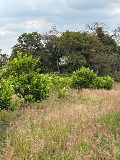 The image shows an outdoor scene with a field of tall grass transitioning from green to tan/red, possibly indicating seasonal changes or different grass types. A row of green bushes or small trees lines the edge of the field, adjacent to a grove of taller, mixed deciduous trees. The sky is overcast with light, white clouds. The image is rotated, possibly taken with a mobile device, and shows a rural or semi-rural landscape. While this imagery may have been taken in Naolinco de Victoria, Mexico, there is nothing to determine that based on the image itself. There are no people, clear objects, or specific actions discernable.