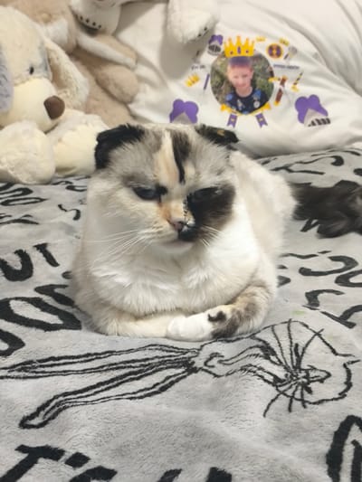 The image displays a close-up view of a fluffy, multi-colored cat resting on a soft, gray blanket with a black pattern. The cat has blue eyes and is positioned in the center of the frame, curled up with its paws tucked underneath. To the left of the cat, portions of plush toys, including a large, light-colored stuffed dog, are visible. In the background, a white fabric with printed images of a crown, a boy's face, and other decorative elements is visible. There is no discernible information within the image to indicate a specific location in Dimona, Israel, or any other geographical context. The scene appears to be an indoor setting, likely a bed or sofa, given the presence of stuffed animals and soft furnishings.