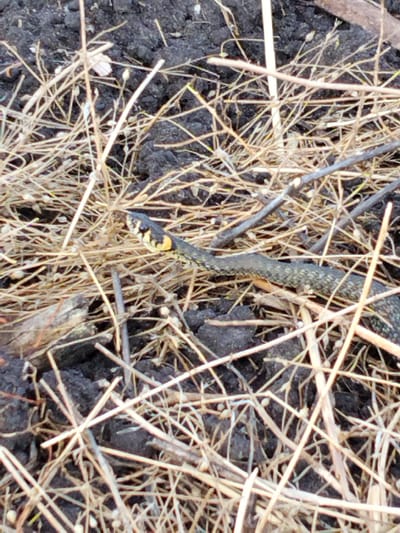 The image shows a close-up, low-angle view of a grass snake slithering through dry grass and dark soil. The snake's head is visible on the left side of the frame, with its body extending to the right and partially obscured by the vegetation. The snake exhibits a dark, patterned skin with lighter markings around its head. The environment consists of dark, clumpy soil interspersed with dry, straw-like grass and small twigs. The overall scene suggests an outdoor, natural setting. There is no indication of the city of Ustyvytsya, Ukraine.