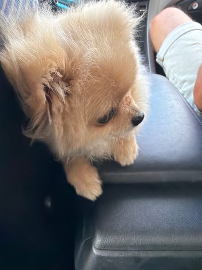 A light brown Pomeranian dog is positioned on a dark leather car armrest, looking to the right. The dog's fur is fluffy and its snout is dark. In the background, a person's legs are visible, wearing light-colored shorts. The car interior appears to be the setting, specifically within the city of Binkos, Bulgaria. The lighting is bright, suggesting it is daytime.