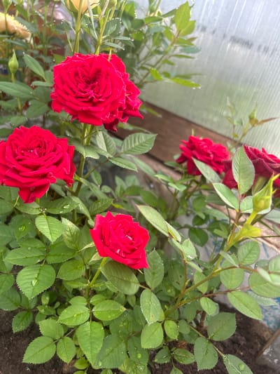 A close-up, eye-level shot captures a cluster of vibrant red roses with dew drops on their petals and leaves. The roses are in various stages of bloom, with some fully open and others tightly budded. The background is blurred, showing green foliage and hints of a transparent, possibly greenhouse-like structure. The lighting suggests it's daytime, likely overcast or early morning, given the diffused light and the presence of dew. The scene appears to be an outdoor garden setting within a city, possibly a private garden or a public park. The city of Leningradskaya, Russia, is not discernible from the visual information provided in the image.
