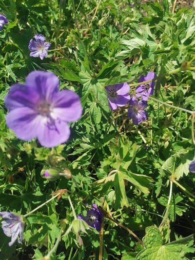 The image displays a close-up view of several purple geranium flowers in bloom, nestled amongst lush green foliage. The setting appears to be a garden or natural outdoor space, consistent with the provided location context of Grünwald, Germany. The sun is shining brightly, casting distinct shadows and highlighting the vibrant colors of the flowers and leaves. Some of the flowers are in sharp focus, revealing delicate petal details and intricate patterns, while others are softly blurred, creating a sense of depth and a dreamy aesthetic.
One of the flowers, located in the upper right quadrant of the image, has a small bee busily collecting nectar. The scene evokes a feeling of a warm, pleasant day, likely in late spring or summer when geraniums are in full bloom. The presence of the bee suggests a thriving ecosystem. The overall mood is tranquil and picturesque, capturing a moment of natural beauty and activity. There is no visible text in the image.
