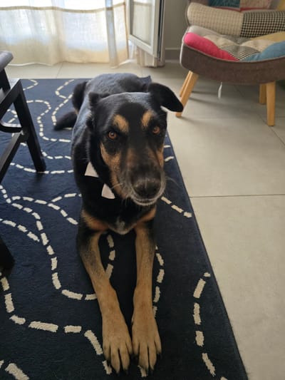 A medium-sized dog with black and tan fur is lying down on a dark blue rug with a white dotted pattern. The dog is wearing a white bow tie. The dog's front paws are extended forward, and its hindquarters are out of frame. The dog's head is turned towards the camera, and it appears to be looking at the viewer. In the background, a chair with a patchwork fabric is visible, along with sheer curtains and a window. The flooring is tiled. The scene appears to be indoors.