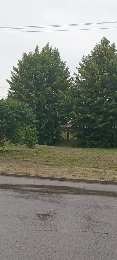 A photograph, taken from a low angle, captures a street view of Koviahy, Ukraine. The foreground is dominated by a wet asphalt road, reflecting the overcast sky. A curb with a narrow strip of dry vegetation separates the road from a grassy area. This grassy area, appearing recently mowed with scattered clippings, slopes gently upwards. In the midground, a dense cluster of lush green trees stands tall. The trees are varied in size and foliage, with some appearing older and larger than others. The larger trees, particularly on the right side of the image, have full, rounded canopies. In the background, obscured by the trees, a building with a visible brick chimney suggests residential or industrial structures. Overhead, thin black wires, likely power lines, stretch across the pale, cloudy sky. The overall impression is one of a somewhat humid or damp day, with overcast skies and lush greenery.