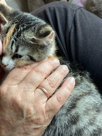 The image shows a close-up of a person's hand gently stroking a tabby kitten. The kitten is nestled against a person's leg, which is covered by black fabric. The kitten's fur is a mix of gray, black, and tan, with distinct tabby markings. Its eyes are closed, suggesting it is relaxed and possibly sleeping. The person's hand is resting on the kitten's back and head, with fingers lightly touching its fur. A thin, rose gold ring with a textured pattern is visible on the ring finger. The scene appears to be indoors, possibly in a home environment. The lighting suggests it could be daytime, but no specific time or weather conditions are discernible. The overall mood conveyed is one of tenderness and affection.