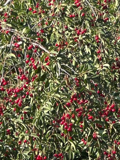 The image shows a dense bush laden with small, red berries. The berries are clustered along thin branches, interspersed with abundant green leaves. Some of the leaves are lighter green, possibly due to sunlight or the variety of the plant. The bush appears to be in a natural setting, with the dense foliage suggesting it is outdoors. The lighting indicates it is daytime, with sunlight creating highlights and shadows on the leaves and berries, suggesting it is a sunny day. There are no people or animals visible in the image. The scene is a close-up of the bush, filling the entire frame, making it difficult to discern specific location cues beyond it being an outdoor environment. No text is visible in the image. The berries themselves appear ripe and are the focal point of the image, suggesting a time of year when the plant is fruiting. Given the context of the Golan Regional Council, Israel, this could be a common wild berry bush found in the region.