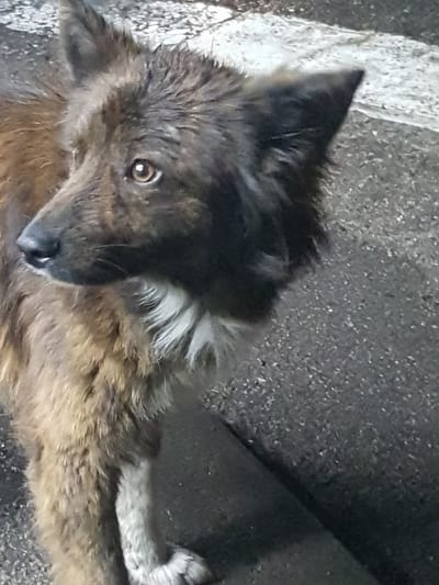This is a close-up, angled photograph of a canid, likely a dog, lying on asphalt. The animal has dark fur on its head and back, transitioning to a lighter brown on its body. Its eyes are a light brown, and it appears to be looking directly at the camera with a calm expression. The fur around its neck and ears is lighter and somewhat wispy. The background consists of dark gray asphalt, with a lighter gray strip running diagonally across the upper left portion of the frame, suggesting a road or pathway. The lighting is subdued, indicating it might be overcast or late in the day. No text is visible in the image. The scene appears to be outdoors in a rural or semi-urban setting given the asphalt and the general appearance of the environment.