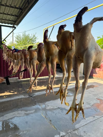 A line of dressed chickens hangs by their feet outdoors, suspended from a wire under a metal overhang. The chickens, with their skin visible, appear to be in various stages of preparation. In the foreground, a person's hand holds a tool, possibly a de-feathering implement, near the chickens. The ground is a wet concrete surface with puddles and shadows. In the background, a maroon fence and trees are visible, under a bright blue sky. The scene suggests a processing or preparation area, possibly for a market or individual use. The location is identified as Copceac, Moldova.