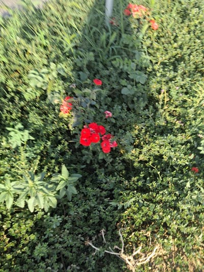 This is a close-up, slightly blurred, eye-level shot of a garden area with lush green foliage. The primary subjects are various plants, including some with small red flowers that appear to be roses or a similar flowering plant, and some larger leafy plants with broader leaves. The scene is dominated by the dense greenery of shrubs and smaller plants, suggesting a well-maintained garden or natural growth. There are also some dry, lighter-colored branches or twigs visible, adding texture to the scene.
The lighting suggests it is daytime, with shadows indicating sunlight is present, possibly late afternoon given the angle of the light. The weather appears to be fair, conducive to outdoor growth. There are no people or distinct man-made objects visible, focusing the attention entirely on the natural elements. The overall impression is one of a peaceful, natural setting within a garden. No text is visible in the image.