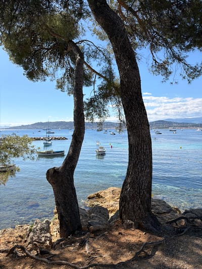 The image shows a coastal scene in Antibes, France. The foreground is dominated by two pine trees framing the view. The trees grow out of a rocky coastline. The clear, turquoise water of the Mediterranean Sea fills the central part of the image. Several small boats are visible on the water, some anchored near the shore. In the distance, there is a hazy coastline with low hills. The sky is blue with some streaks of white clouds. The image is taken during daylight hours, with bright, natural light illuminating the scene.