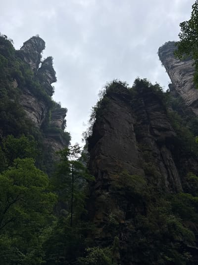 A low-angle, landscape photograph depicts the towering rock formations of Luoguta, China, silhouetted against a cloudy sky. The rock structures are densely vegetated with trees clinging to the craggy surfaces. The perspective suggests the photograph was taken from below, looking upward. The lighting is soft and muted.