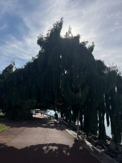 A path runs alongside a body of water, likely Lake Geneva, in Évian-les-Bains, France. The path is bordered by a large, dense evergreen tree with its branches hanging low, creating a natural archway. Beyond the tree, a clear sky with scattered clouds is visible, with the sun partially obscured by the tree's foliage. Several people are present, with two individuals walking along the path in the distance and a few others seated on the rocky shoreline or a bench under the tree. An electric scooter is parked on the path. The scene depicts a tranquil outdoor setting with natural elements and human activity.