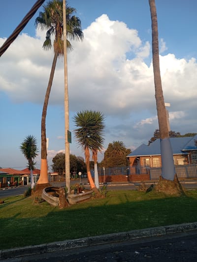 The image depicts a street scene in Johannesburg, South Africa, notable for its combination of natural and urban elements. Several palm trees and other shrub-like plants are present on a grassy traffic island. The lower portions of some trees are covered with what appears to be orange or white wrapping material. An old, possibly disused, concrete structure rests on the grass. In the background, houses and a building with a blue roof are visible, partially obscured by fences and other trees. Overhead power lines are present in the upper left corner of the frame. The sky is partly cloudy, suggesting either late afternoon or early morning lighting.