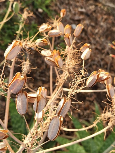 This is a close-up, eye-level, vertical photograph of dried seed pods on a plant. The seed pods are a light brown to tan color and are open, revealing the inner texture. They are arranged in clusters along thin, brittle stems. The background is a blur of brown, dry soil and some out-of-focus green foliage, suggesting an outdoor, natural environment. The lighting is warm, indicating natural sunlight, possibly late afternoon. The image was taken in Altamonte Springs, United States of America.
