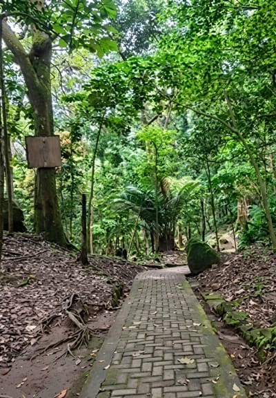 A paved walkway curves through a lush, green forest. The path is constructed from rectangular, reddish-brown bricks laid in a basket-weave pattern, with patches of moss and scattered fallen leaves. To the left of the path, a large tree trunk stands with exposed, gnarled roots spreading across the damp, leaf-covered ground. A weathered, rectangular wooden sign is affixed to this tree at a moderate height. The forest is dense with a variety of trees and foliage, with sunlight filtering through the canopy, creating dappled light on the forest floor. To the right of the path, moss-covered rocks and dense undergrowth are visible. The scene depicts a serene natural environment, likely a park or natural reserve, within the city of Dolat Rayat, Indonesia. No people or animals are present in the image.