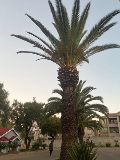 The image captures a street scene in Johannesburg, South Africa, characterized by residential buildings and lush vegetation. Dominating the foreground are tall palm trees with thick, textured trunks and broad, green fronds reaching towards a pale sky. The sky transitions from a light blue near the horizon to a lighter, hazy tone above, suggesting it might be early morning or late afternoon.
In the mid-ground, a modern residential complex with multiple stories and balconies is visible, its neutral-toned facade contrasting with the vibrant greenery. A grey concrete fence separates the complex from the street. Further to the left, a house with a distinctive red roof and grey walls is partially visible, set back from the street.
A lone individual, wearing a dark green hooded jacket and dark pants, walks away from the viewer on the paved sidewalk. The person is positioned in the lower-right quadrant of the image, walking towards the right side of the frame. Various trees with dense foliage, including what appear to be deciduous trees and smaller palm saplings, are interspersed throughout the scene, adding to the suburban feel. The ground is paved with a darker asphalt, indicating a road or driveway. The overall impression is one of a well-maintained, possibly affluent, residential area in Johannesburg.