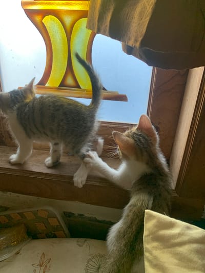 Two tabby kittens are interacting on a wooden ledge near a stained-glass window. One kitten, mostly white with tabby markings on its back and tail, is standing with its hind legs on the ledge and its front paws reaching towards the other kitten. The second kitten, also a tabby and white, is facing away from the viewer, with its body mostly visible and its tail raised. It is positioned on the ledge with its hindquarters slightly higher than its forequarters, and its left front paw is extended, touching the hind leg of the first kitten.

The background consists of a bright blue sky seen through a stained-glass window with yellow and orange hues. The window frame is made of dark wood. Below the ledge, a cluttered area is visible with a clear plastic container holding small, metallic objects, possibly pins. The surface below the ledge is covered with a patterned fabric. The overall scene suggests an indoor environment, likely a home, with natural light illuminating the area. The location is specified as Tanjungsepreh, Indonesia, though this detail is not visually evident from the image itself.
