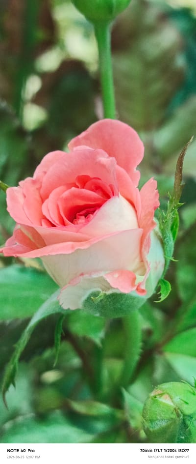 This is a close-up, vertical photograph of a single, delicate pink rosebud on a stem, surrounded by lush green foliage. The rose's petals are unfurling, revealing a soft, layered texture and a transition from a vibrant pink at the edges to a creamy white at the center. Tiny hairs are visible on the stem and sepals, suggesting a sense of natural detail and texture. The background is a soft blur of various shades of green, indicating a shallow depth of field that keeps the focus solely on the rose.

In the lower portion of the image, white text overlays the green background. The text reads: "NOTE 40 Pro" and "2026.06.25 12:07 PM" on the left, and "70mm f/1.7 1/200s ISO77" and "Nohijahoi tobei çumhurī" on the right. These details likely represent camera model, date and time, camera settings, and a caption or location identifier.

The lighting appears to be natural, possibly from an overcast day or dappled sunlight, casting a soft glow on the rose. The overall mood is serene and focused on the beauty of the natural subject. The mention of "Roghun, Tajikistan" in the prompt provides a geographical context, suggesting this rose was photographed in that region. The image captures a moment of natural beauty, highlighting the intricate details of a blooming rose.