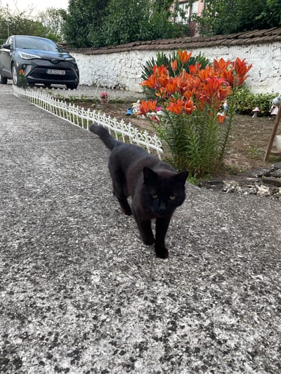 A black cat walks on a concrete path in front of a white stone wall in Slivnitsa, Bulgaria. The cat is facing the camera with its body angled slightly to the right. Behind the cat, a cluster of bright orange lilies blooms. To the left of the lilies is a white fence, and further left, a dark gray car is parked. The wall is topped with red roof tiles, and green trees and bushes are visible behind it. The ground is uneven and covered with small stones and patches of dry grass.
