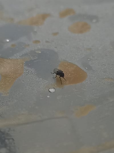 An overhead, close-up shot shows a single dark fly standing on a light gray, wet surface. The fly is positioned in the center of a roughly oval, light brown puddle. The surface appears to be a plastic container or lid, with several other smaller, irregular-shaped brown stains and scattered water droplets visible. The environment is a generic indoor setting, possibly a kitchen or an area where food waste is present, in Puloblang, Indonesia. There are no people or other living beings in the image.