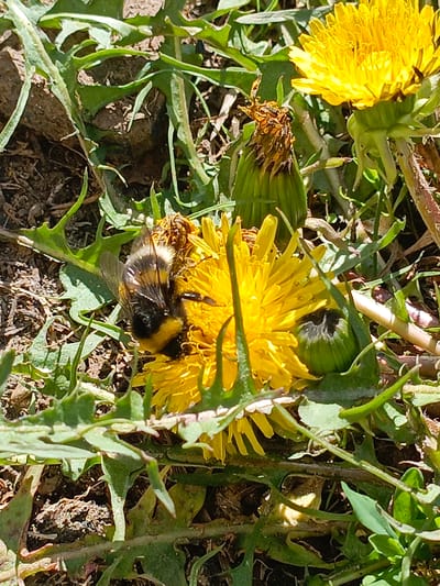 A close-up shot shows a bee resting on a dandelion flower amidst grass and other vegetation. The bee, with its black and yellow stripes, is the focal point. The dandelion is a vibrant yellow, surrounded by green leaves and unopened buds. The location is unspecified but identified as Gabdyukovo, Russia, though no elements in the image directly confirm this location.
