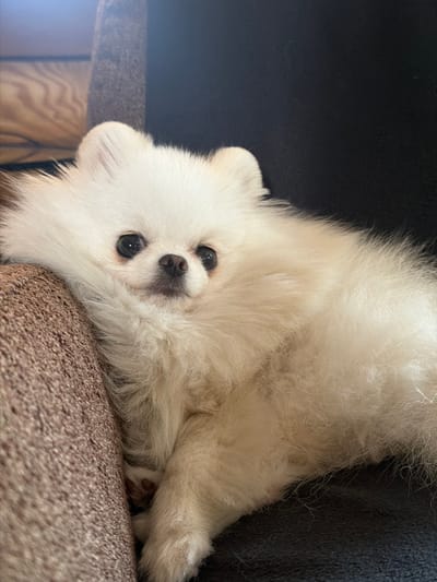A fluffy white Pomeranian dog is lying on a textured brown couch and a dark surface. The dog's head is resting on the couch cushion, and its eyes are looking directly at the camera. Its nose is black, and its ears are small and pointed. The dog's fur is long and dense, covering most of its body. The background consists of the couch and a dark surface, possibly another piece of furniture or a wall. The lighting is soft, coming from the left side of the image, casting a gentle glow on the dog's fur. The image is a close-up shot, focusing on the dog's face and upper body.