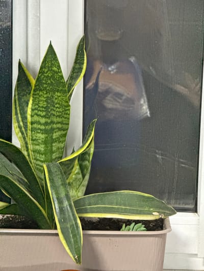 An indoor scene in Kurganinsk, Russia, features a potted Sansevieria trifasciata (snake plant) positioned near a window. The plant occupies a light brown, rectangular plastic planter filled with dark soil. Its prominent features include multiple upright, sword-shaped leaves exhibiting a variegated pattern of dark green with horizontal lighter green bands and distinct yellow margins. A longer leaf extends toward the right, slightly bent over the pot's edge. Smaller, light green succulent-like plants are visible growing in the soil near the front right of the planter. Behind the plant is a white window frame, and to its right, a window pane or screen displays a prominent, somewhat indistinct reflection. This reflection depicts the upper torso and head of a person, appearing to wear a dark top over an orange or reddish-brown garment. A light-colored, possibly rectangular object is visible in the reflection near the person's chest. The reflection exhibits a visible texture, consistent with a window screen or a pixelated surface.